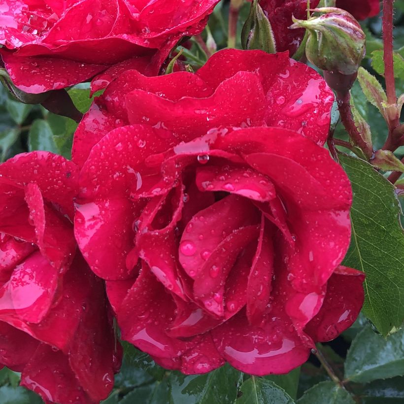 Rosier couvre-sol Rigo Rotilia (Flowering)