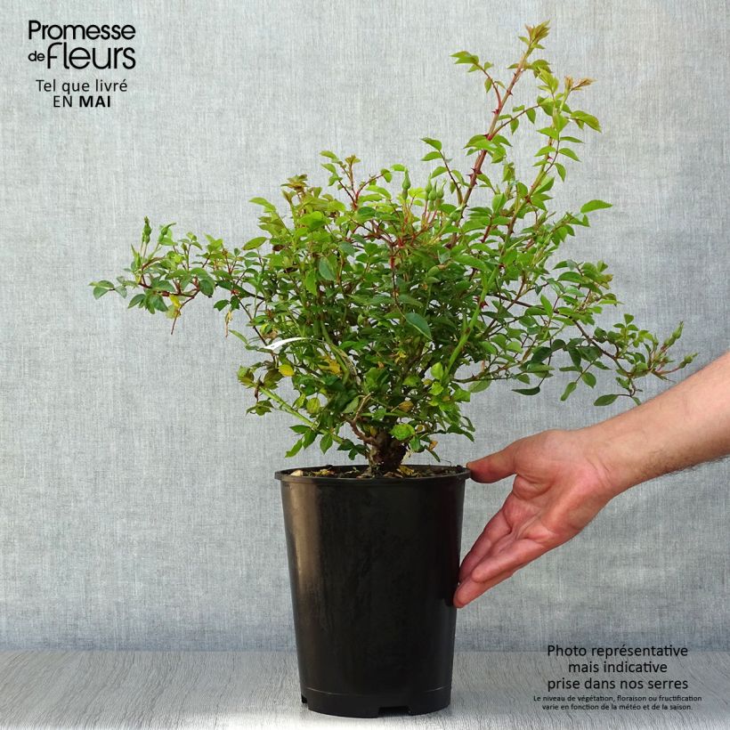 Spécimen de Rosier couvre-sol Rouge Cascade Pot de 2L/3L tel que livré au printemps