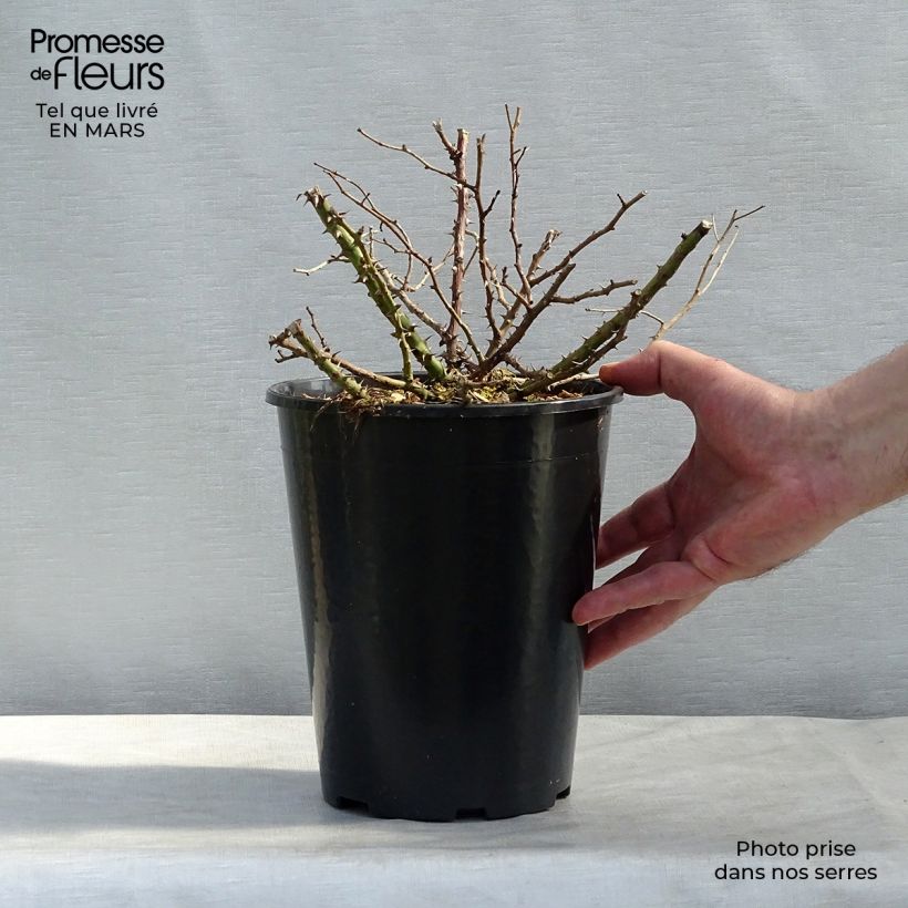 Spécimen de Rosier couvre-sol Tapis Rouge Pot de 2L/3L tel que livré au printemps