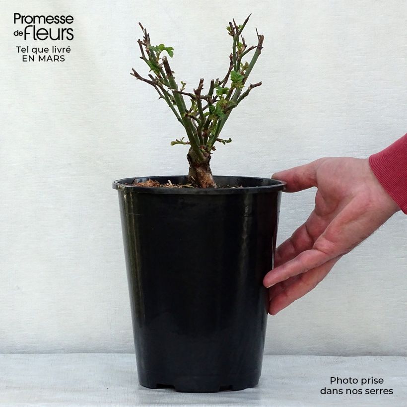 Spécimen de Rosier couvre-sol The Fairy Pot de 4L/5L tel que livré au printemps