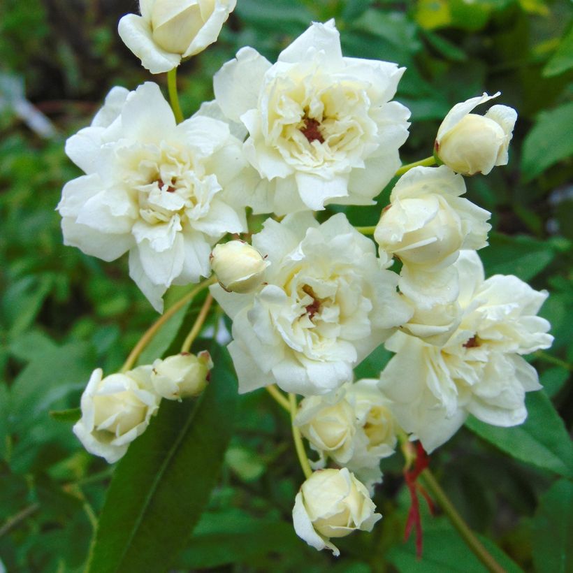 Rosier de Banks Alba Plena - Rosa banksiae (Flowering)