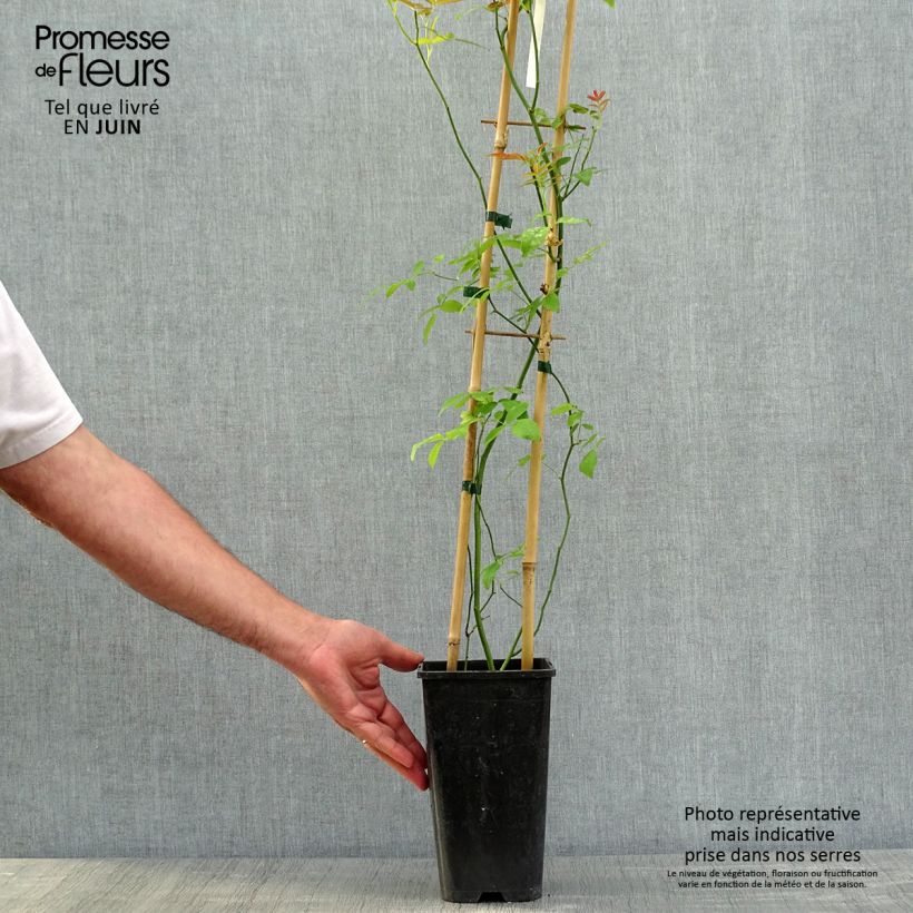 Example of Rosier de Banks Alba Plena - Rosa banksiae Pot de 2L/3L, Sur propres racines (non greffé) as you get in printemps