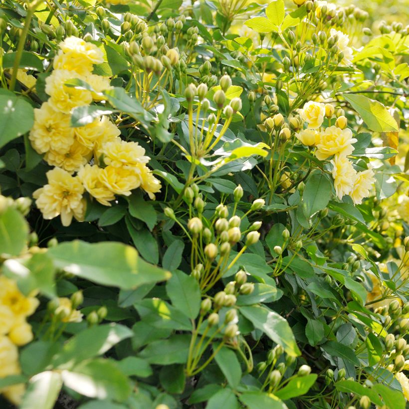 Rosier de Banks Lutea - Rosa banksiae (Foliage)