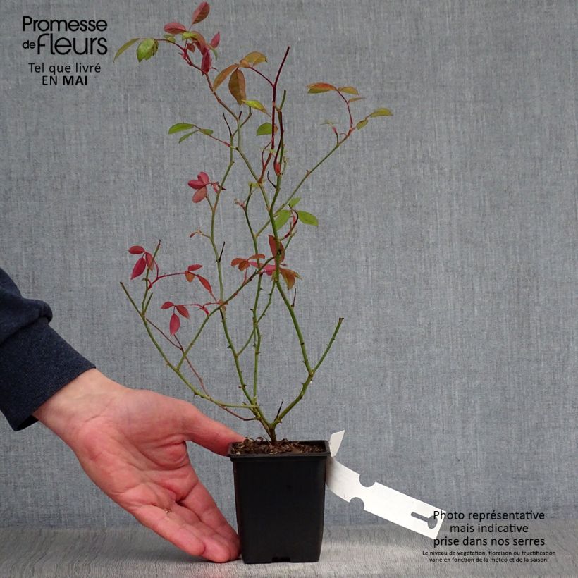 Example of Rosier de Banks Lutea - Rosa banksiae Godet de 8/9 cm as you get in printemps