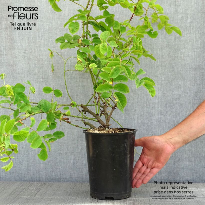 Example of Rosier de Damas - Rosa (x) damascena Pot de 4L/5L as you get in printemps