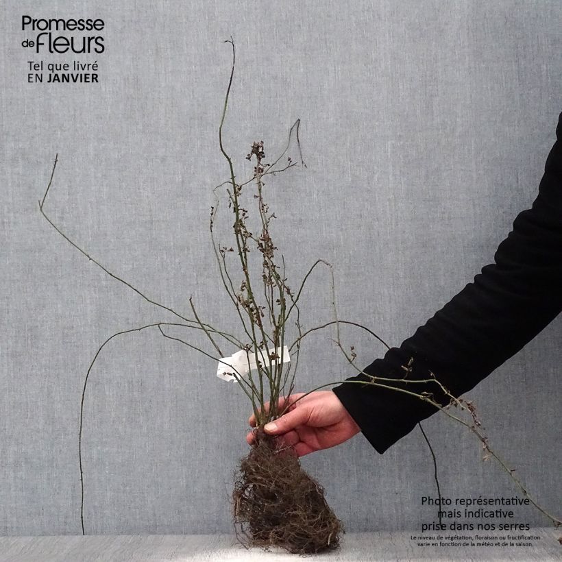 Example of Rosier des champs - Rosa arvensis Racines nues as you get in hiver