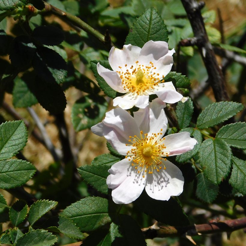 Rosier des champs - Rosa arvensis (Foliage)