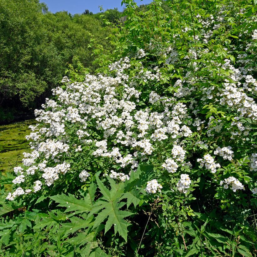 Rosier des champs - Rosa arvensis (Plant habit)