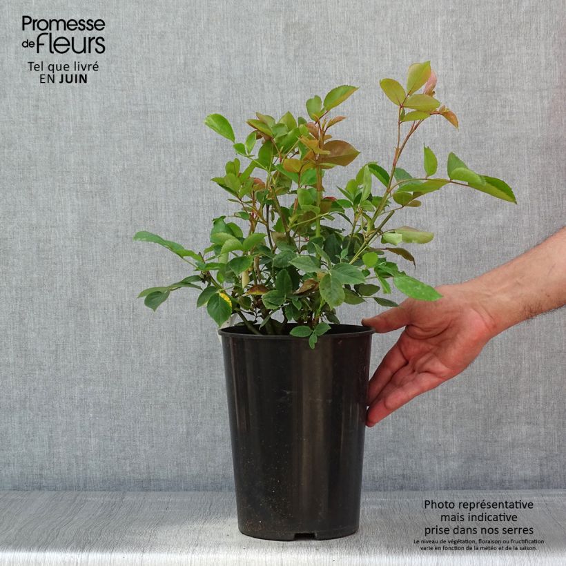 Example of Rosier grimpant Aloha de Kordes KORwesrug Pot de 4L/5L as you get in printemps