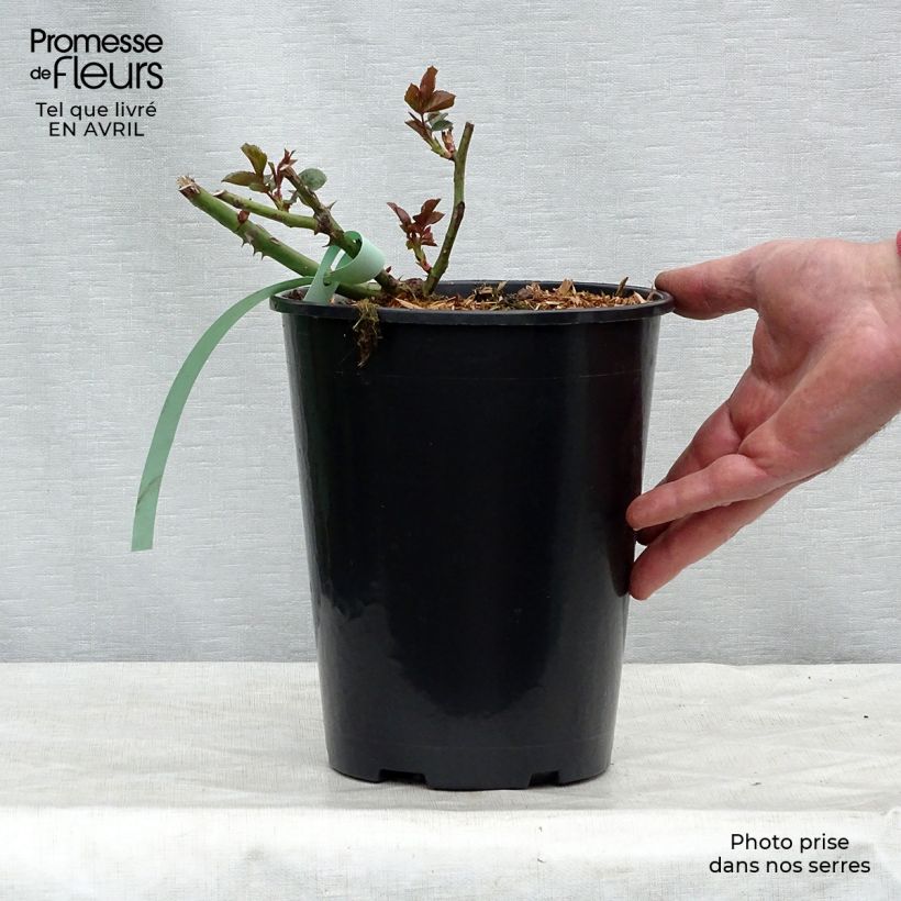Spécimen de Rosier grimpant Bantry Bay Pot de 4L/5L tel que livré au printemps