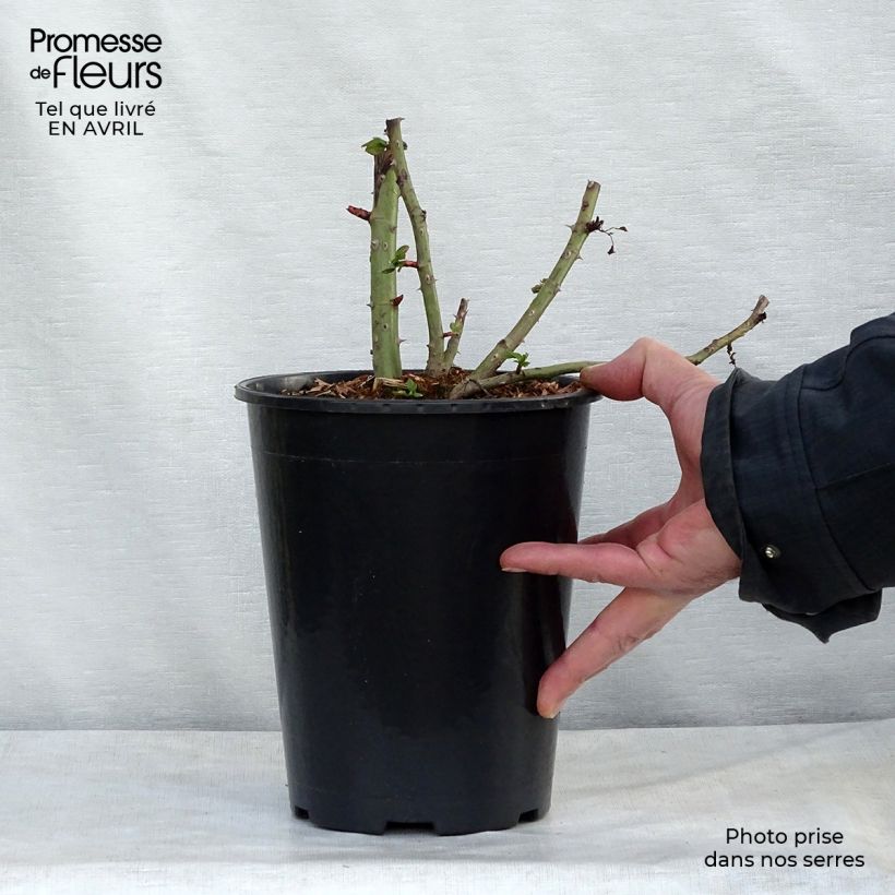 Example of Rosier grimpant Blaze Superior (Blaze Improved, Demokracie) Pot de 4L/5L as you get in printemps