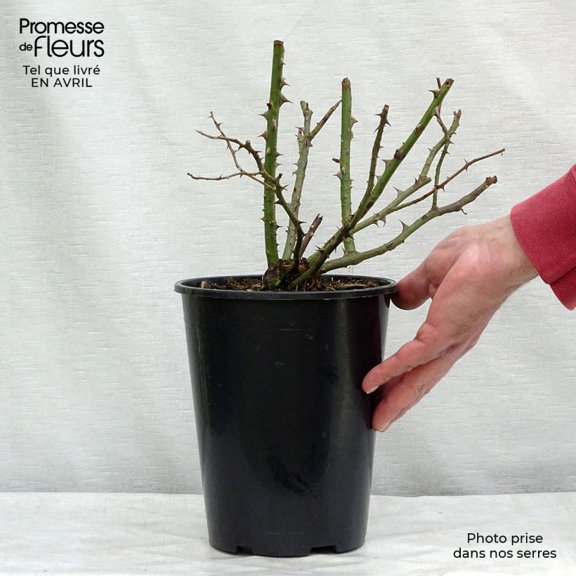 Spécimen de Rosier grimpant Blossomtime Pot de 4L/5L tel que livré au printemps