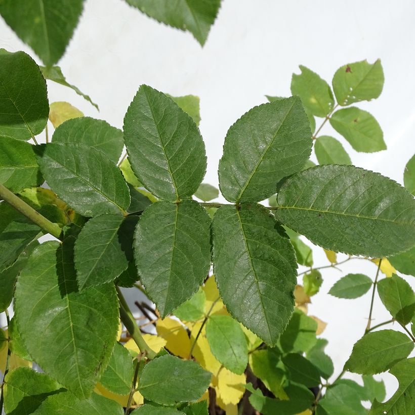 Rosier grimpant Blush Noisette (Foliage)