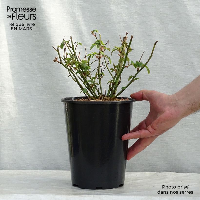 Example of Rosier grimpant Blush Noisette Pot de 4L/5L as you get in printemps