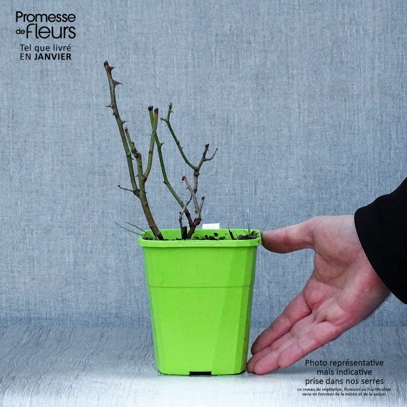 Spécimen de Rosier grimpant Climbing Max Golden Gate Pot de 4L/5L tel que livré en hiver