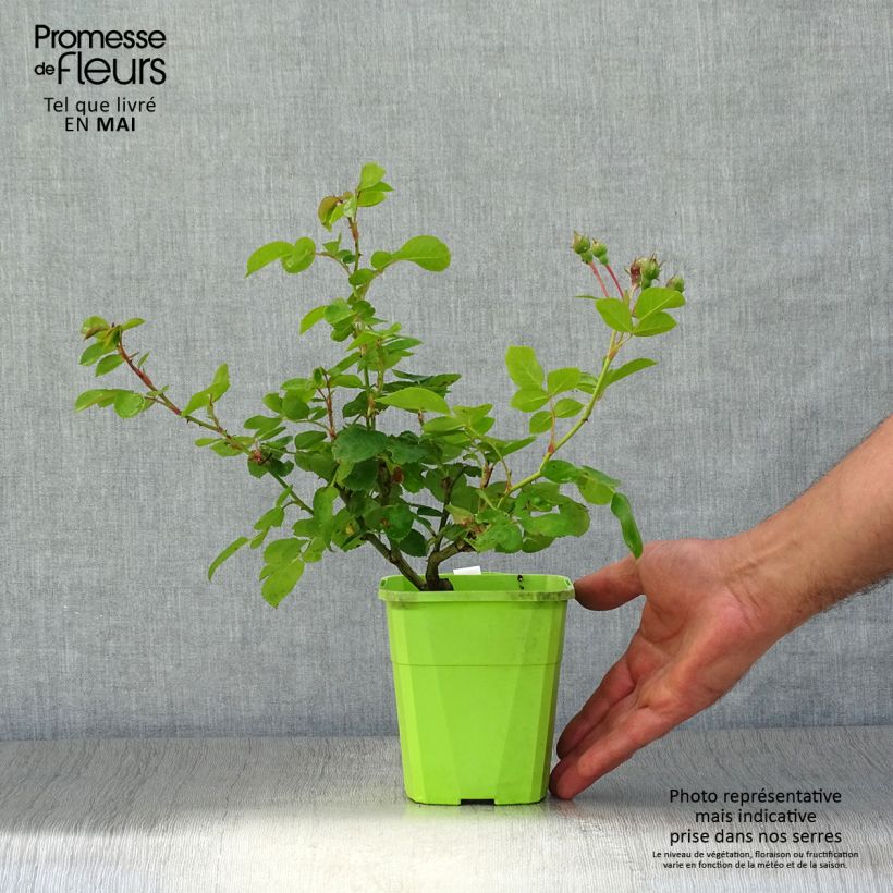 Spécimen de Rosier grimpant Climbing Max Jasmina Pot de 3L/4L tel que livré au printemps
