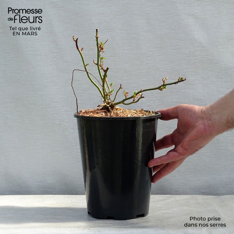 Spécimen de Rosier grimpant Dorothy Perkins Pot de 4L/5L tel que livré en hiver
