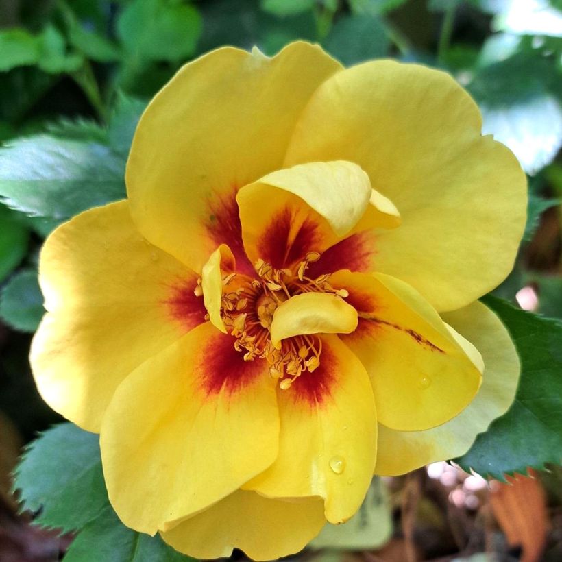 Rosier grimpant Eyeconic (Floraison)