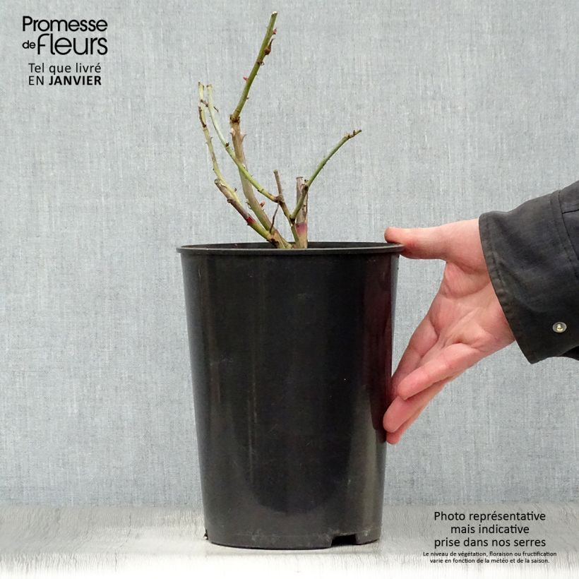 Spécimen de Rosier grimpant Gloire de Dijon Pot de 4L/5L tel que livré en hiver