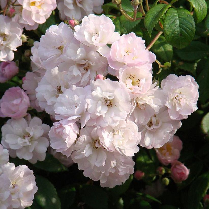 Rosier grimpant Guirlande Rose (Floraison)