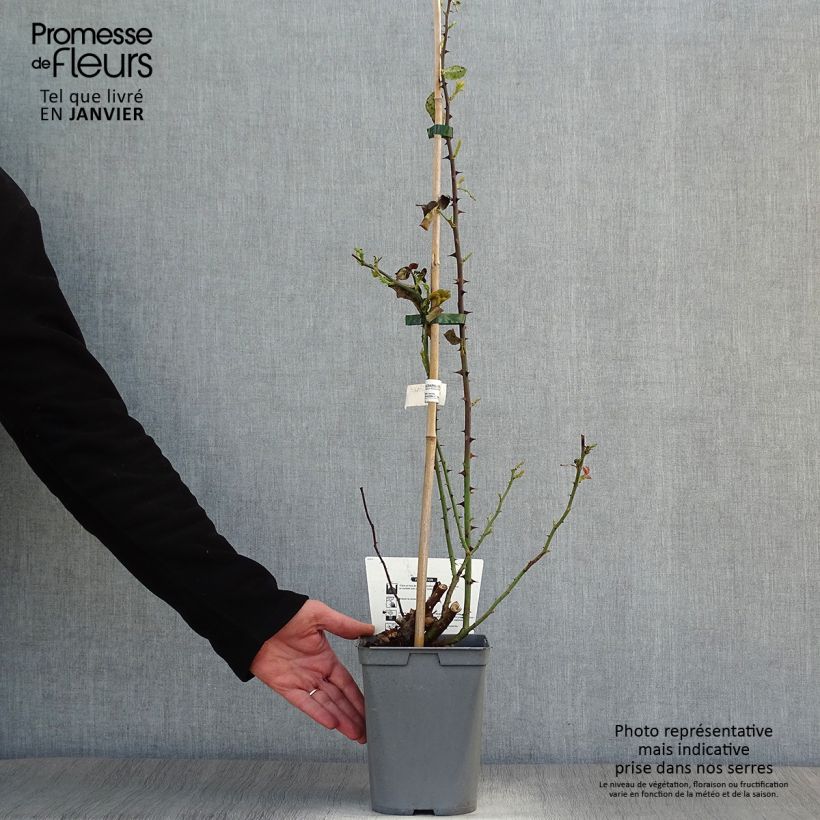 Example of Rosier grimpant Julie Andrieu Pot de 3L/4L as you get in hiver