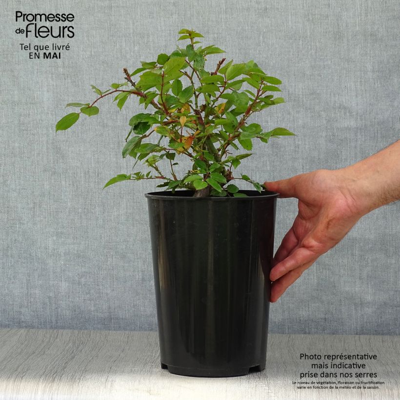 Spécimen de Rosier grimpant Laguna Pot de 4L/5L tel que livré au printemps