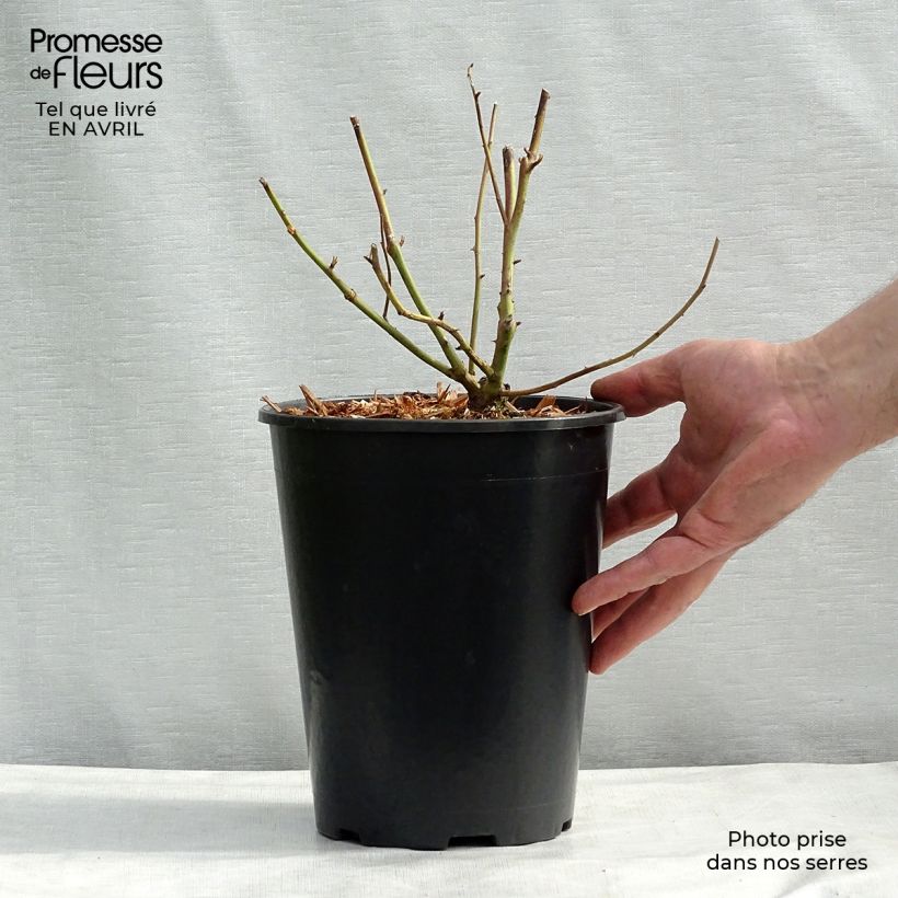 Spécimen de Rosier grimpant Madame Alfred Carrière Pot de 4L/5L tel que livré au printemps