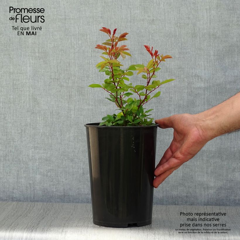 Example of Rosier grimpant Mermaid Pot de 3L/4L, Sur propres racines (non greffé) as you get in printemps