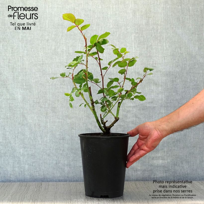 Example of Rosier grimpant Mini Pierre de Ronsard - Mini Eden Rose Pot de 4L/5L as you get in printemps
