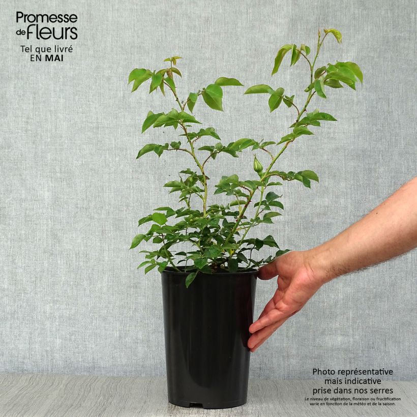 Example of Rosier grimpant Mme Gregoire Staechelin Pot de 4L/5L as you get in printemps