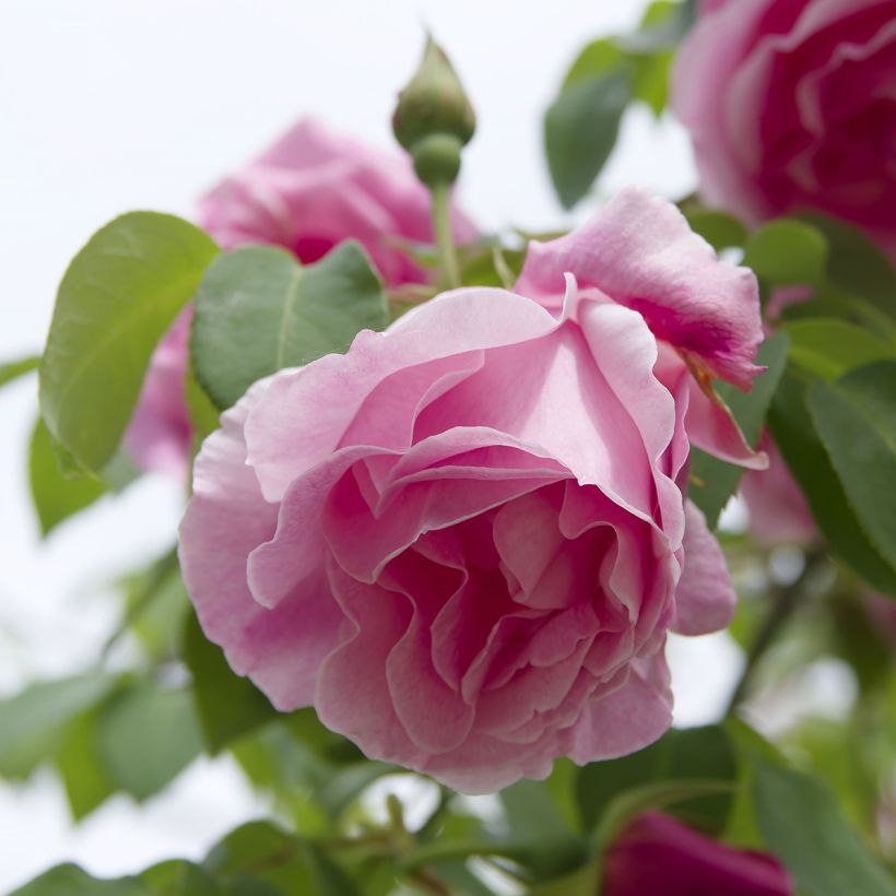 Rosier grimpant Mme Gregoire Staechelin (Flowering)