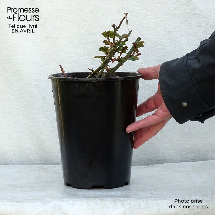 Spécimen de Rosier grimpant Penny Lane Pot de 4L/5L tel que livré au printemps