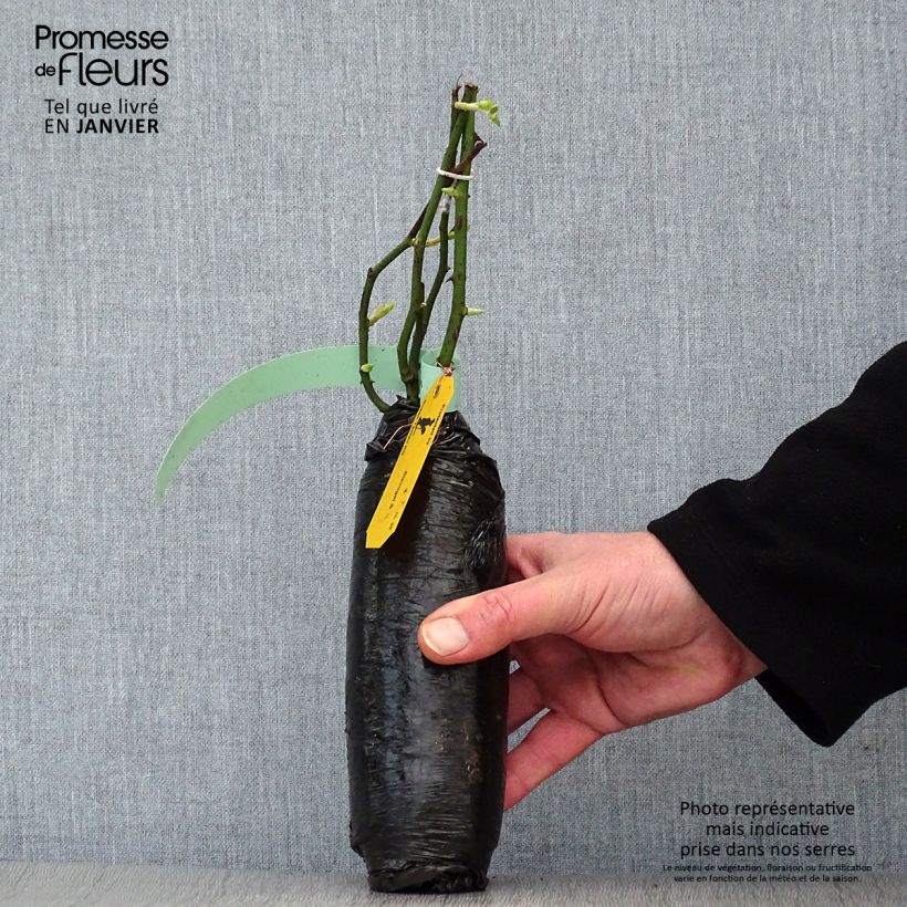 Spécimen de Rosier grimpant Perennial Blue Racines nues en motte tel que livré en hiver