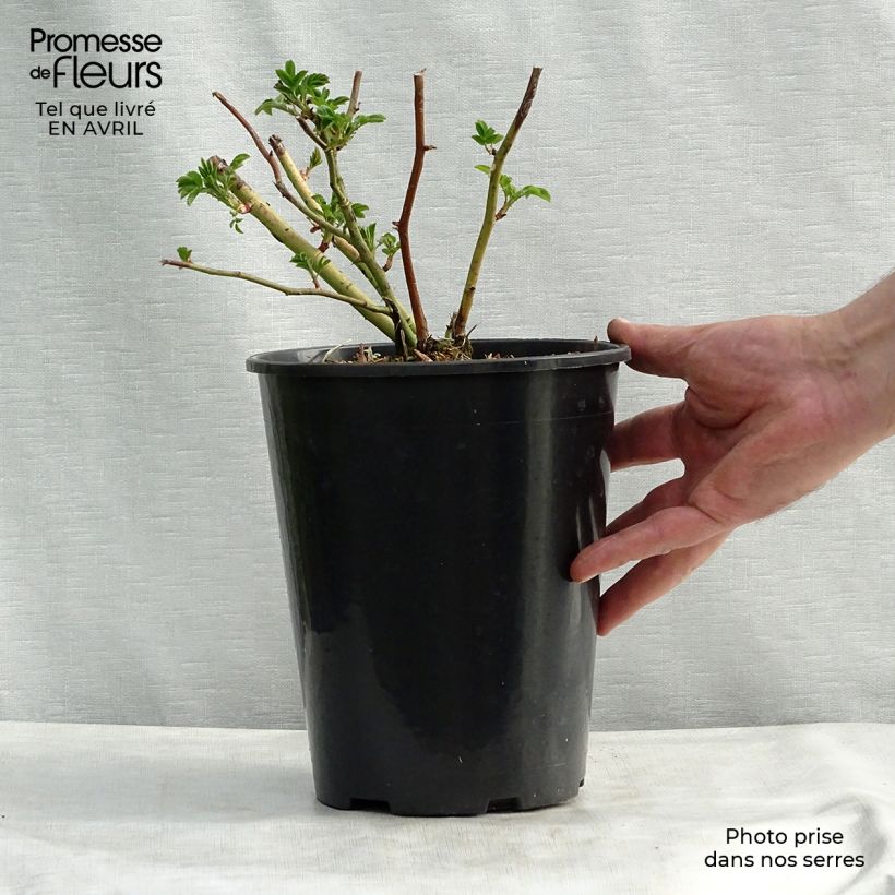 Spécimen de Rosier grimpant Perennial Blue Pot de 4L/5L tel que livré au printemps