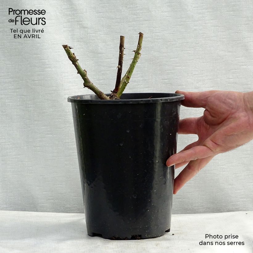 Example of Rosier grimpant Pierre de Ronsard Pot de 4L/5L as you get in printemps