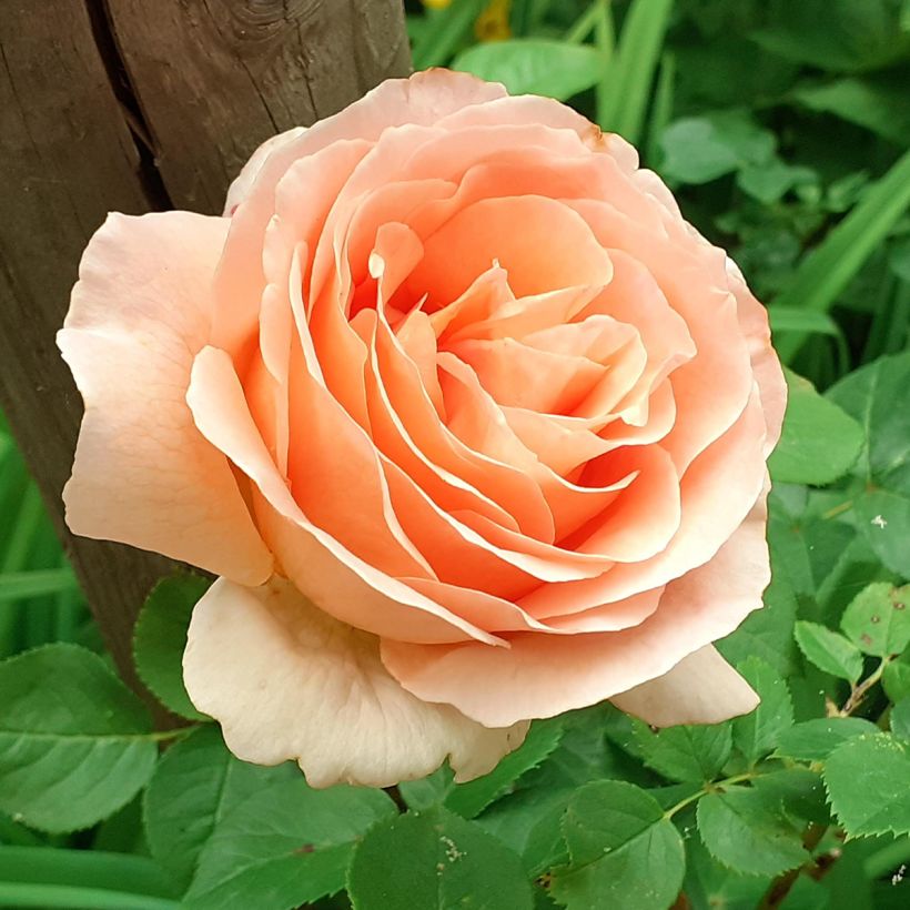 Rosier grimpant Polka (Floraison)