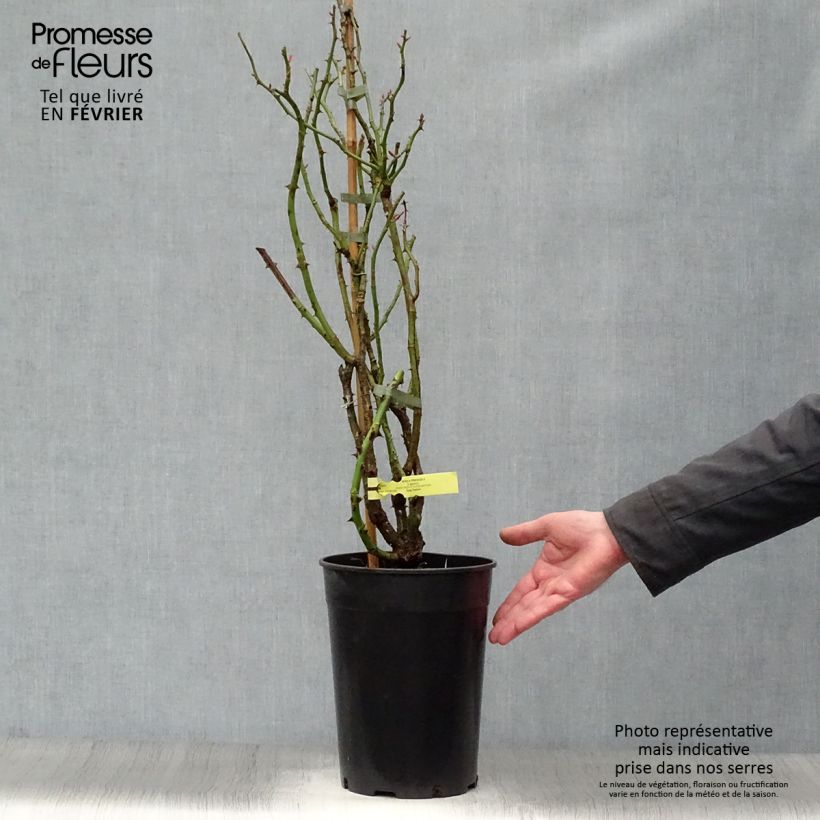 Spécimen de Rosier grimpant Rose de Perouges Laperou Pot de 4L/5L tel que livré en hiver
