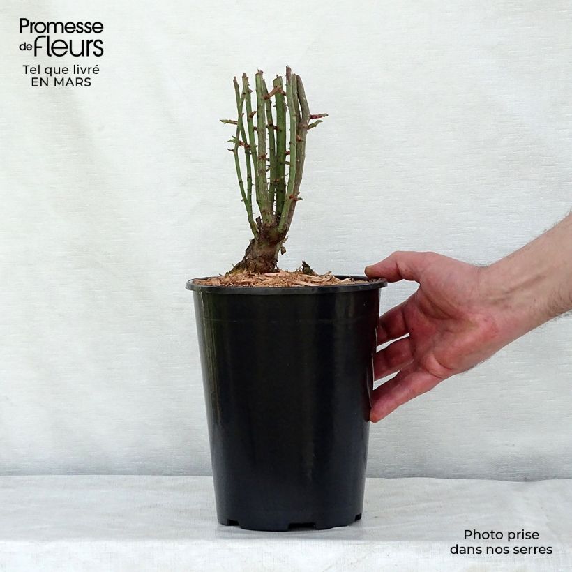 Spécimen de Rosier grimpant Seven Sisters Rose Pot de 4L/5L tel que livré au printemps