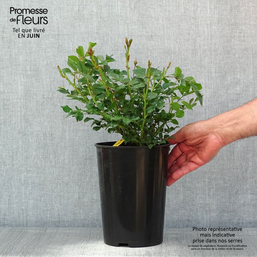 Spécimen de Rosier grimpant Siluetta Crimson Pot de 4L/5L tel que livré au printemps