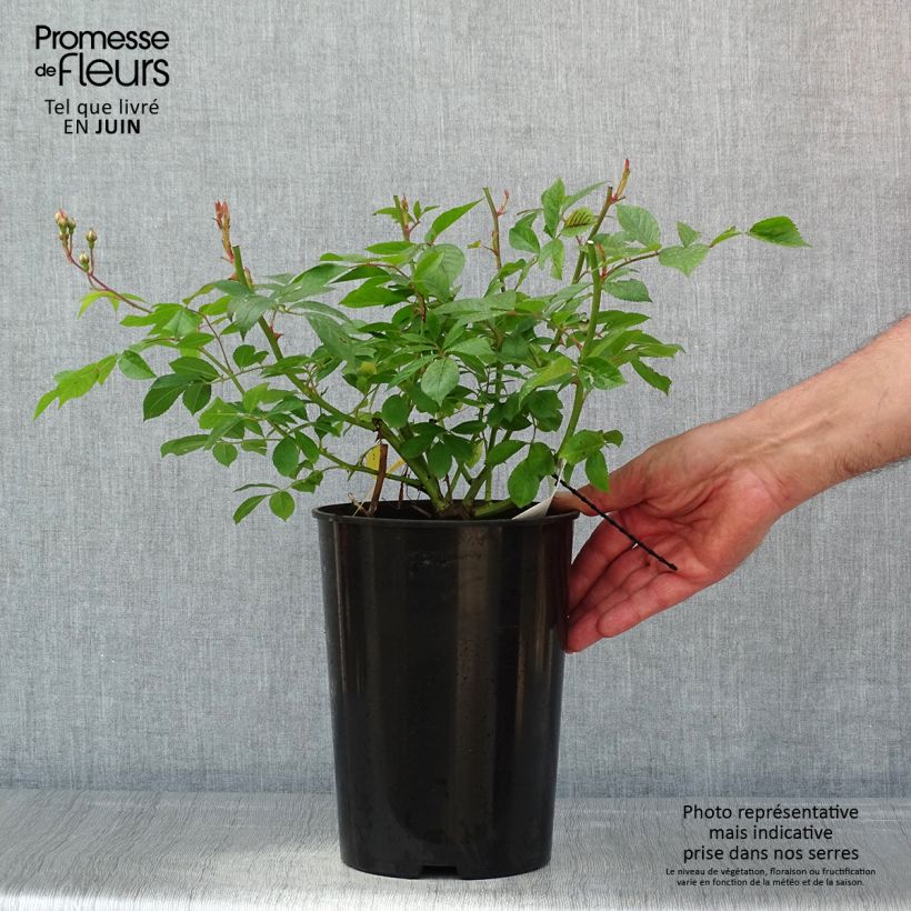 Spécimen de Rosier grimpant Siluetta Lavender Pot de 4L/5L tel que livré au printemps