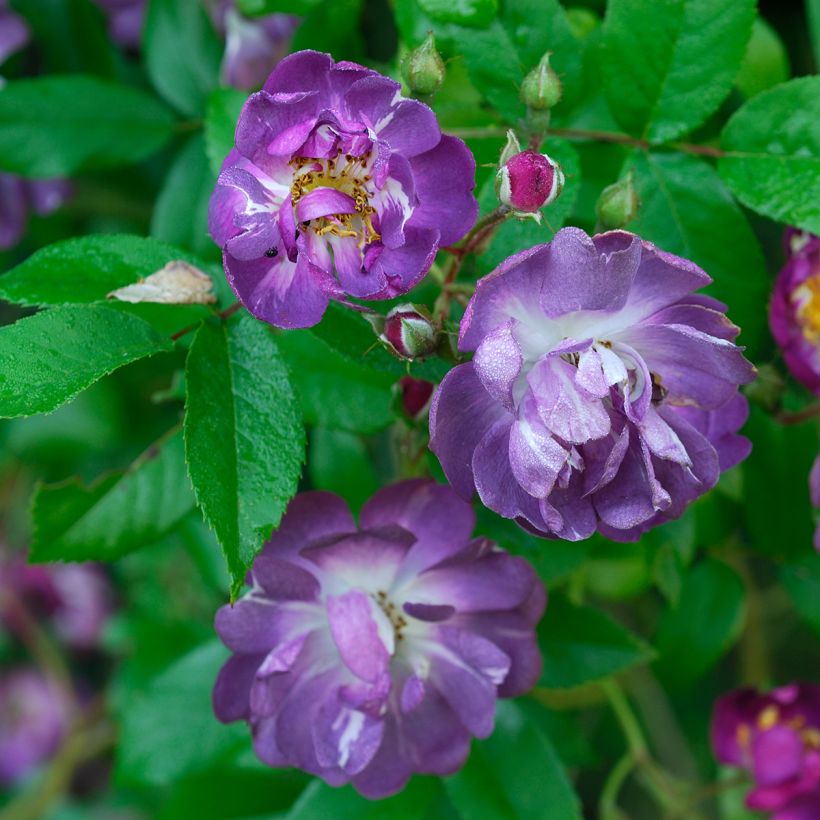 Rosier grimpant Veilchenblau (Floraison)