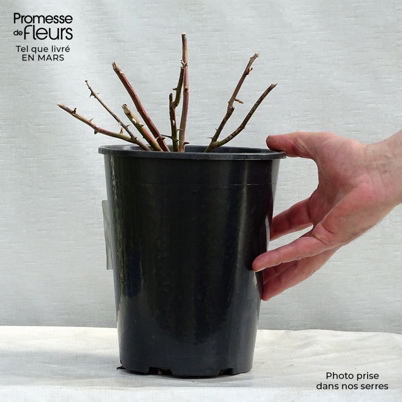 Spécimen de Rosier grimpant White New Dawn Pot de 4L/5L tel que livré au printemps