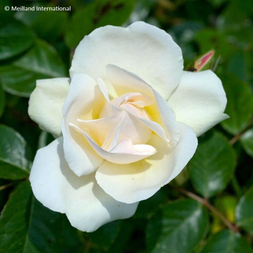 Rosier grimpant liane Jean Honoré Mus (Flowering)