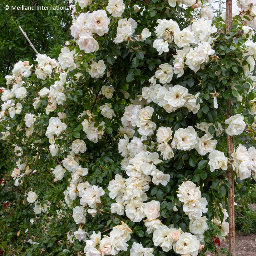 Rosier grimpant liane Jean Honoré Mus (Plant habit)