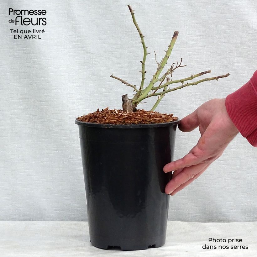 Spécimen de Rosier liane Kew Rambler Pot de 4L/5L tel que livré au printemps