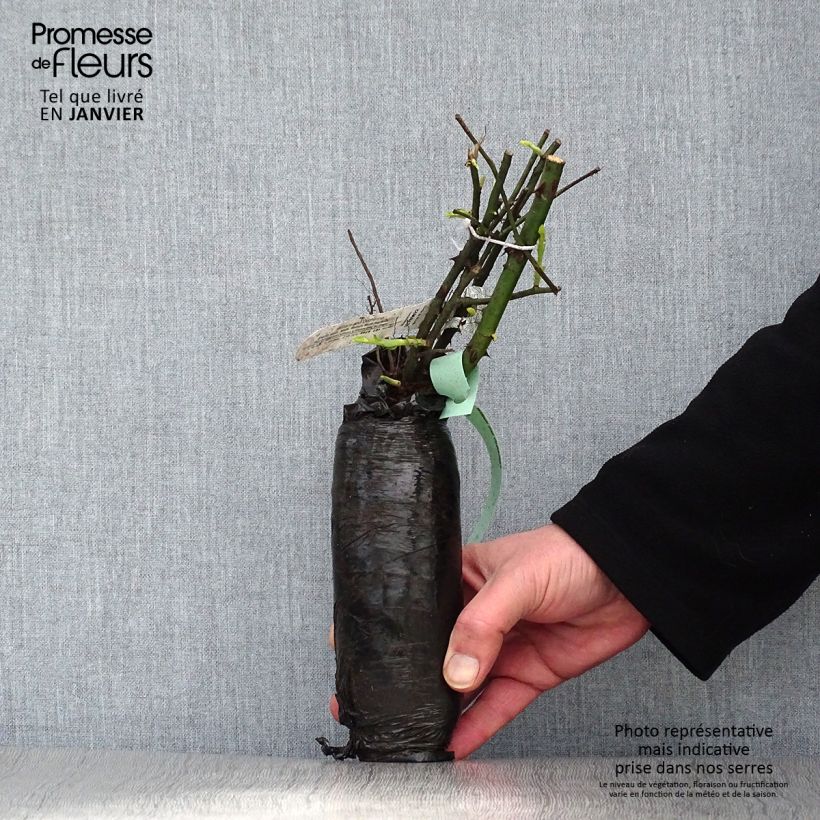 Example of Rosier liane Paul Noel Racines nues en motte as you get in hiver