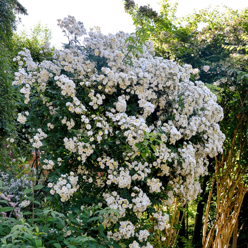 Rosier liane Rambling Rector (Plant habit)
