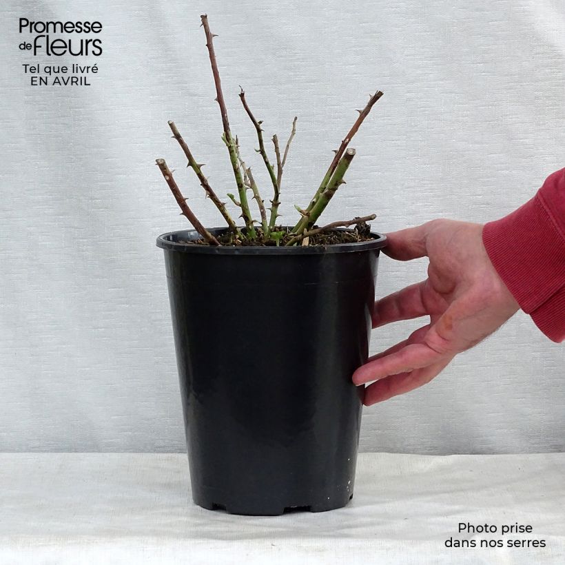 Example of Rosier liane Rambling Rector Pot de 4L/5L as you get in printemps