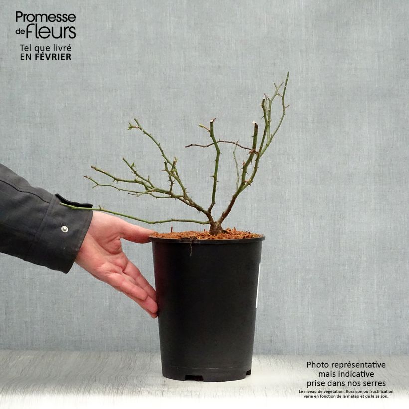 Spécimen de Rosier liane Sander's White Rambler Pot de 4L/5L tel que livré en hiver