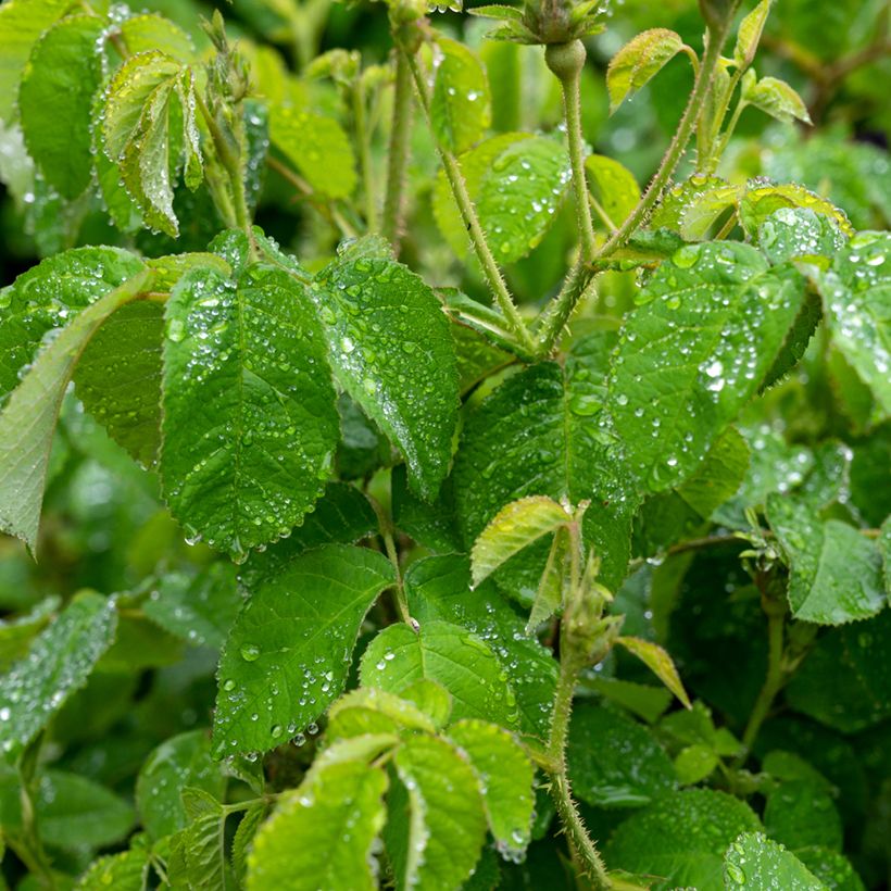 Rosier liane banksiae Purezza (Foliage)